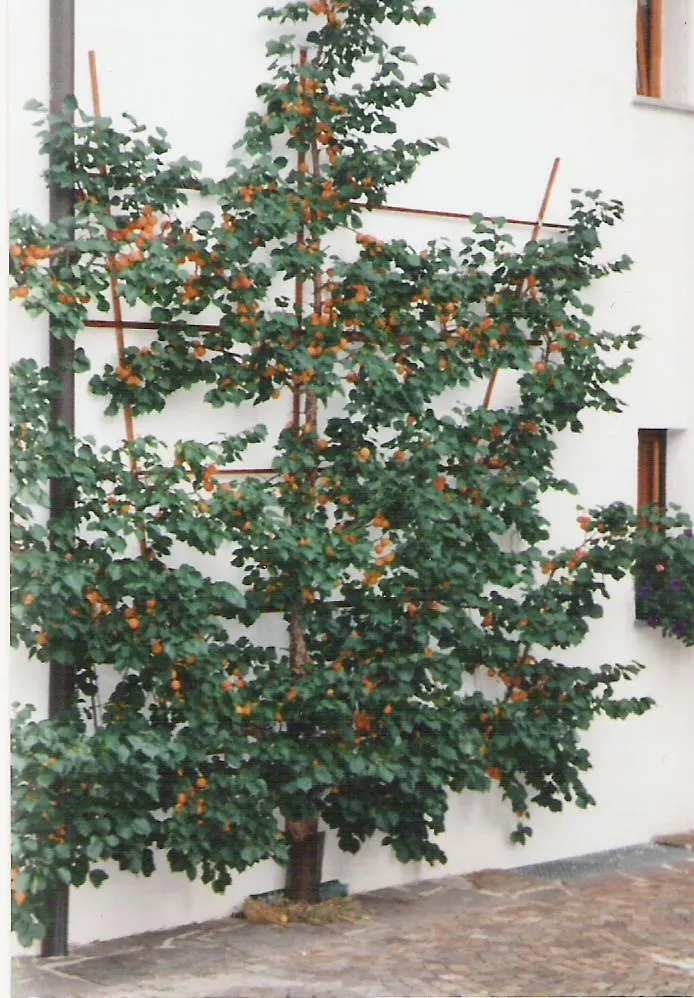 Landhaus Brigitta Apartment Innsbruck